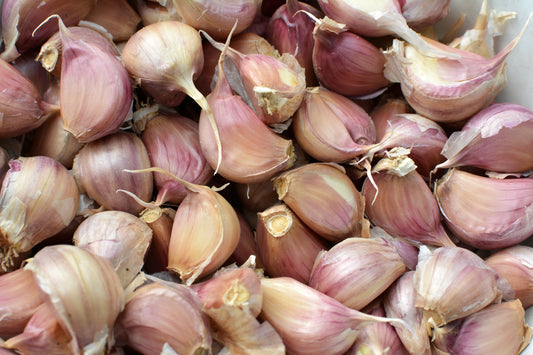 Czosnek: Niezastąpiony Skarb o Intensywnym Aromacie w Kuchni